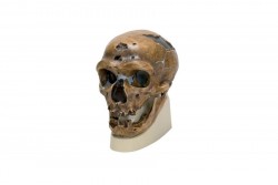 Replika czaszki Homo Neanderthalensis (La Chapelle-aux-Saints 1) 3B Smart Anatomy - 1001294 [VP751/1]